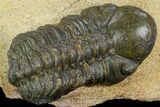 Bargain, Reedops Trilobite - Foum Zguid, Morocco #120074-2